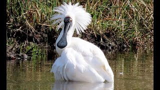 Royal Spoonbill – Platalea regia [upl. by Nyllij167]