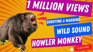 Wild Howler Monkey Sound Hear the Rare Warning Roar of an Alpha Male [upl. by Cowey]