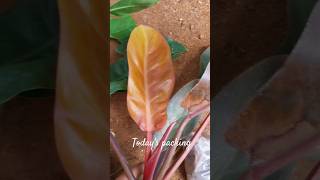 Packing video gardening houseplants trending viralshort [upl. by Edison]