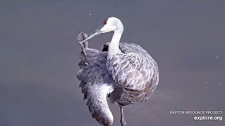 After bathing the sandhill crane carefully preens its feathers Mississippi River 密西西比河 2024 10 07 [upl. by Anaeed292]