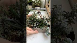 Succulents shorts indoorplants diy houseplants garden propagation succulent plantcare [upl. by Jasisa]