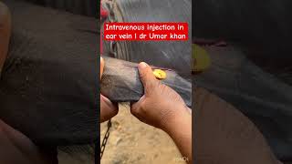 Intravenous injection in vein l dr Umar khan [upl. by Ahsanat500]