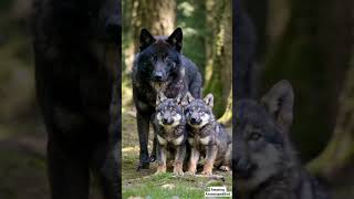 Adorable Florida Black Wolf Smooches Baby Cubs  Rare Heartwarming Wildlife Moment [upl. by Wald]