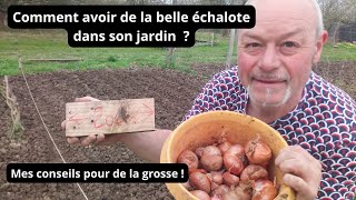 Comment planter les échalotes dans son jardin  Mes conseils et quand planter [upl. by Bogart]