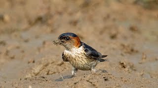 Red Rumped Swallow Collecting Mud – Nature’s Tiny Architect  Wildlife Documentary  Nest building [upl. by Electra288]