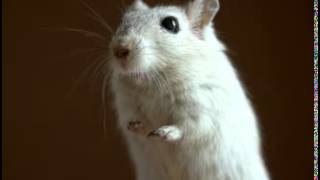 Gerbil Facts  Facts About Gerbils [upl. by Eneliak266]