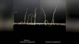 How Trichoderma harzianum T22 Trianum Controls Fusarium in Onion [upl. by Akimihs]