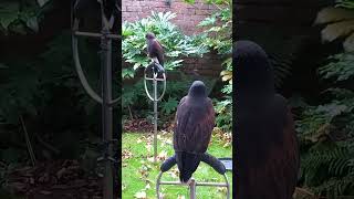 A Pair of Harris Hawks [upl. by Pascasia314]