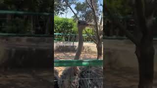 Ostrich Sound ostrich birds animals shorts youtubeshorts short NatureLovingWoman [upl. by Anasiul929]