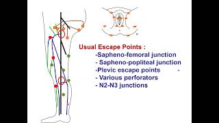 Venous hemodynamics physiopathology and treatments CFranceschi BARI 2024 [upl. by Alphonsine869]