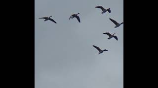 Canada Geese Flyby V Formation geese birds waterfowl falmouth cornwall canadiangeese [upl. by Iiette835]