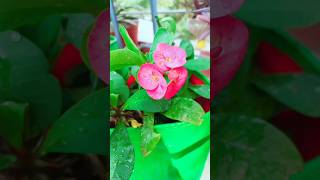 How to care for Euphorbia mili euphorbiamilii gardening euphorbia caretips floweringgarden [upl. by Hpejsoj]