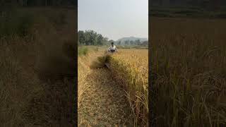 Xtra Power Petrol Paddy Reaper for High Cut amp Low Cut riteshvlogsrv farming dhankheti shorts [upl. by Samuelson]