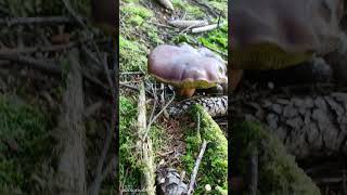 Осінь Ardenne France france life live nature [upl. by Guise]