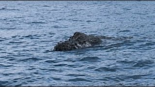 Humpback whale Megaptera novaeangliae Isla del Caño Costa Rica [upl. by Odlavu]