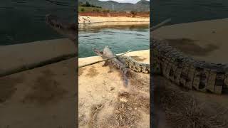 Live crocodiles in stock at crocodile farms nationwide Crocodiles Confusing behavior of humans C [upl. by Artep]