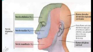 Dermatomas y miotomas Generalidad [upl. by Dann889]