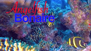 Bonaire Angelfish  Scuba Diving [upl. by Denise718]