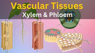 What are Vascular tissues What is Xylem and phloem Types of plant tissues Histology biology [upl. by Valma]