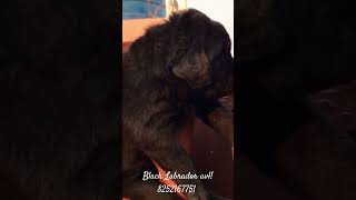 Black Labrador available for new home petloverdoglover petlovers Labrador [upl. by Nwahsan551]