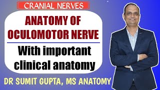 OCULOMOTOR NERVE  CRANIAL NERVE III  ANATOMY [upl. by Michella136]