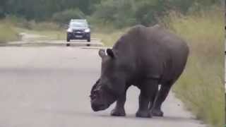 Mutilated KNP Rhino  The Most Heartbreaking Video [upl. by Nyrem432]