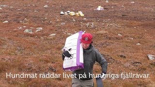 Hundmat räddar livet på hungriga fjällrävar [upl. by Adnirol]