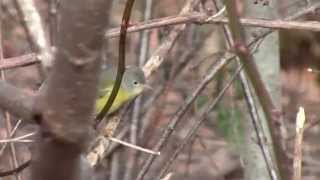 6 Warblers Species at Sedgewick Park Oakville Ontario by Lucio Fazio Dec 2014 [upl. by Nylesoj]