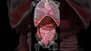 Explore the Dynamic Movements Inside Your Body anatomy meded 3danimation [upl. by Brianna436]