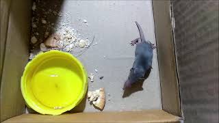 Asian house shrew Suncus murinus Baby Rescue [upl. by Dempsey]