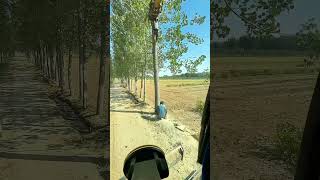 Use An Excavator To Cooperate With Loggers In Cutting Down Trees [upl. by Alegnasor]