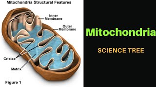 Mitochondria  Mitochondria structure and function [upl. by Nehtanhoj]