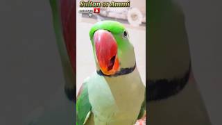 ABC with songs 😂 seevila mithoshorts mitho ytshorts trending shortsfeed SultanorAmmi🥰 [upl. by Biron708]