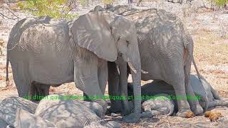 NAMIBIE7  2024  ETOSHA  safari au parc Halali EnvieDeVoyges [upl. by Eloc]