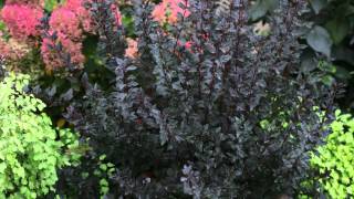 Proven Winners® Gardener Channel Proven Winners® MustHave Shrubs [upl. by Eelyma832]