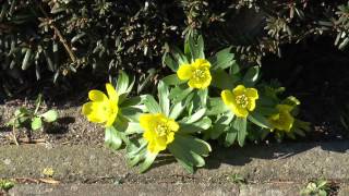 Winterling Eranthis hyemalis [upl. by Kred]