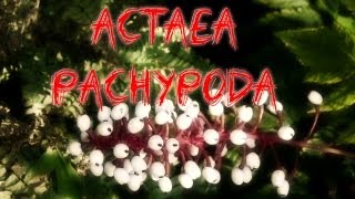 quotActaea Pachypodaquot [upl. by Fusco798]