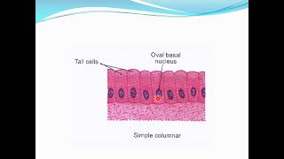 EPITHELIAL TISSUE physiotherpy E [upl. by Saiasi]