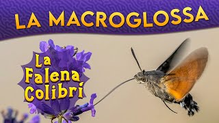 La Macroglossa la falena colibrì ► Puntata 182 [upl. by Allsun]