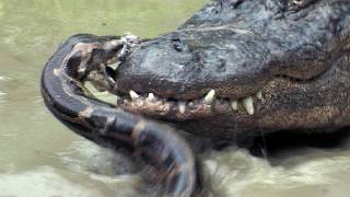 Python vs Alligator 09  Real Fight  Python attacks Alligator [upl. by Phelan]