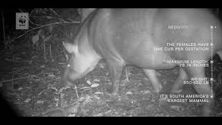 ResidentsOfTheForest  episode 1 Tapir Tapirus terrestris [upl. by Thomas]