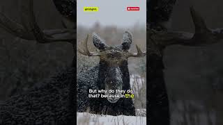 🤔 Why Moose Shed and Regrow Their Massive Antlers Every Year 🦌 shorts facts [upl. by Werdnael228]