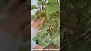 How is kb fruit cultivated  cultivation of kiwi fruit shorts farming [upl. by Wolford]