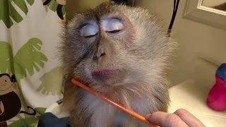 Viral Video UK Monkey loves to be groomed [upl. by Bekha]