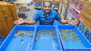 Chinese Turtle Diamond Turtle Map Turtle Red Eared Silder Turtle at Karnataka Aquarium [upl. by Annabella]