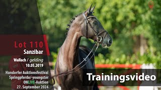 Auktionsfestival Training Lot 110 Sanzibar Wallach v Sandro Junior  Carolus I [upl. by Nasia]