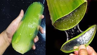 QUÉ CURA LA SÁBILA TOMADA 20 ENFERMEDADES QUE TRATA EL ALOE VERA [upl. by Box216]