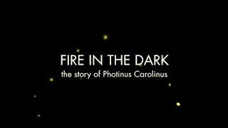 Fire In The Dark the Story of Photinus Carolinus  Trailer [upl. by Woolson]