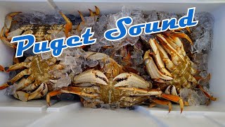 Puget Sound Winter Crabbing [upl. by Suhploda954]