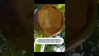 Alsomitra Macrocarpa cucumber plants plant java jungle seeds distribution shortvideo shorts [upl. by Eldreeda]